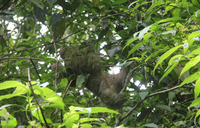 Figura. 3. Perezoso de tres dedos, <i>Bradypus variegatus</i> (Bradypodidae), Estación Biológica Quica, Sector Pitilla (ACG). Foto: Ricardo Calero Noviembre 2014.