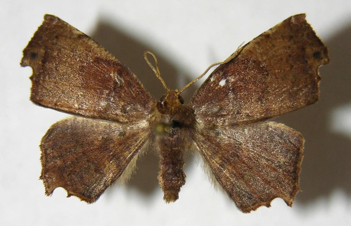 Figura 14 Adulto de <i>Phyllodonta cataphracta</i> (Geometridae), hembra vista dorsal, localidad Sendero Laguna, Sector Pitilla ACG (680 m). Voucher: 06-SRNP-31647-DHJ356622.jpg.