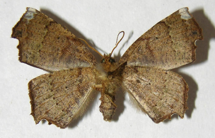 Figura 15. Adulto de <i>Phyllodonta cataphracta</i> (Geometridae), hembra vista ventral, localidad Sendero Laguna, Sector Pitilla ACG (680 m). Voucher: 06-SRNP-31647-DHJ356623.jpg.