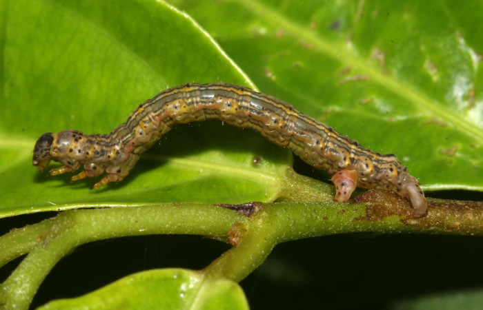 Figura 2. Larva <i>Phyllodonta cataphracta</i> (Geometridae), tercer estadío (PPU) vista lateral, localidad Sendero Laguna, Sector Pitilla ACG (680 m). Voucher: 18-SRNP-31068-DHJ744749.jpg.