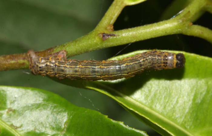 Figura 3. Larva <i>Phyllodonta cataphracta</i> (Geometridae), tercer estadío (PPU) vista dorsal, localidad Sendero Laguna, Sector Pitilla ACG (680 m). Voucher: 18-SRNP-31068-DHJ744750.jpg.