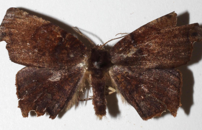 Figura 12. Adulto de <i>Phyllodonta cataphracta</i> (Geometridae), macho vista dorsal, localidad Sendero Laguna, Sector Pitilla ACG (680 m). Voucher: 18-SRNP-31068-DHJ941952.jpg.