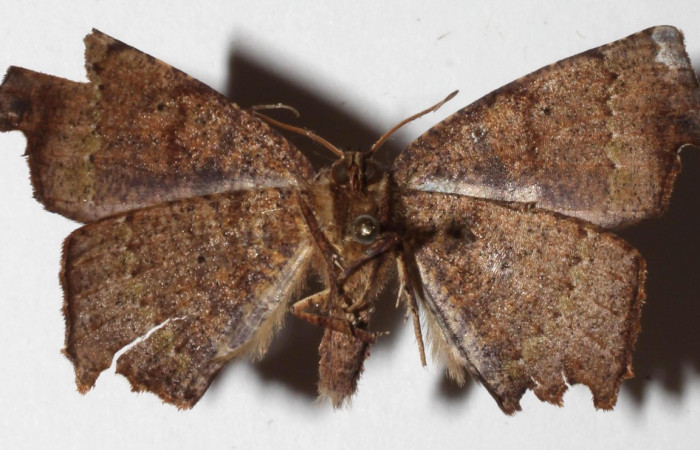 Figura 13. Adulto de <i>Phyllodonta cataphracta</i> (Geometridae), macho vista ventral, localidad Sendero Laguna, Sector Pitilla ACG (680 m). Voucher: 18-SRNP-31068-DHJ941953.jpg.