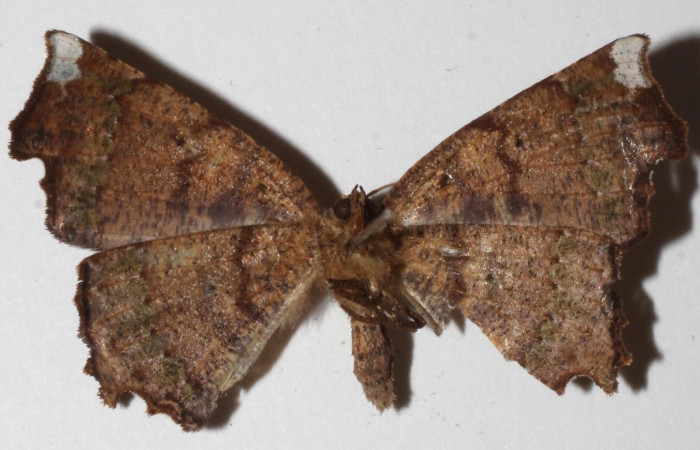 Figura 1. Adulto de <i>Phyllodonta cataphracta</i> (Geometridae), vista dorsal, localidad Sendero Memo, Sector Pitilla ACG (740m). Voucher: 18-SRNP-31178-DHJ941947.jpg.