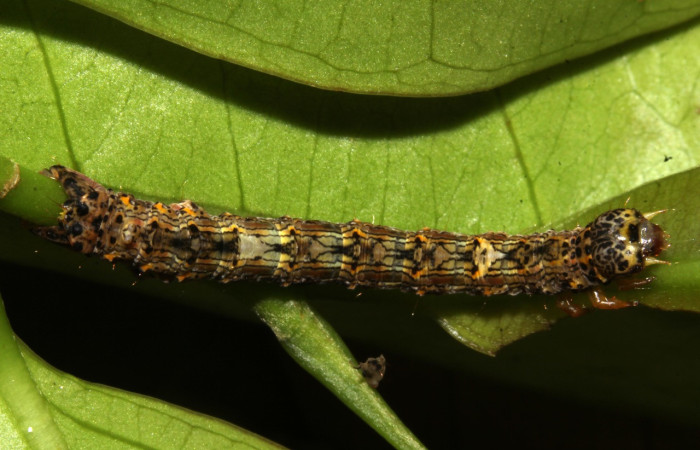 Figura 4. Larva <i>Phyllodonta cataphracta</i> (Geometridae), penúltimo estadío (PU) vista dorsal, localidad Sendero Laguna, Sector Pitilla ACG (680 m). Voucher: 20-SRNP-32138-DHJ778645jpg.