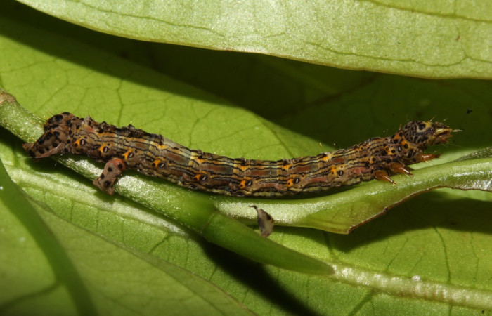 Figura 5. Larva <i>Phyllodonta cataphracta</i> (Geometridae), penúltimo estadío (PU) vista lateral, localidad Sendero Laguna, Sector Pitilla ACG (680 m). Voucher: 20-SRNP-32138-DHJ778646.jpg.