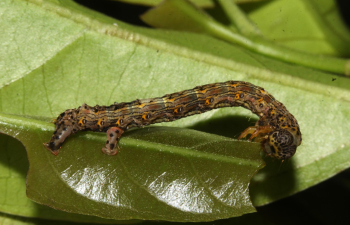 Figura 6. Larva <i>Phyllodonta cataphracta</i> (Geometridae), penúltimo estadío (PU) vista lateral, localidad Sendero Laguna, Sector Pitilla ACG (680 m).Voucher: 20-SRNP-32138-DHJ778649.jpg.