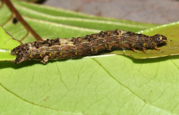 Figura 7. Larva <i>Phyllodonta cataphracta</i> (Geometridae), último estadío (U) vista lateral, localidad Sendero Laguna, Sector Pitilla ACG (680 m). Voucher: 20-SRNP-32138-DHJ778742.jpg.
