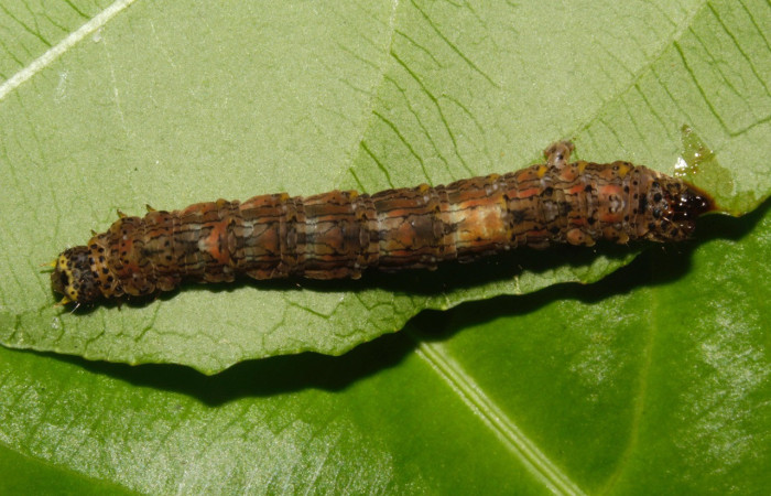 Figura 8. Larva <i>Phyllodonta cataphracta</i> (Geometridae), último estadío (U) vista dorsal, localidad Sendero Naciente, Sector Pitilla ACG (700 m). Voucher: 22-SRNP-31630-DHJ788730.jpg.