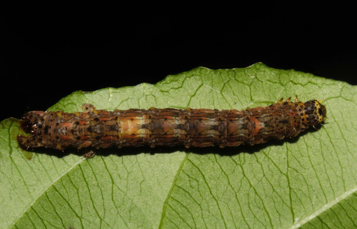 Figura 9. Larva <i>Phyllodonta cataphracta</i> (Geometridae), último estadío (U) vista dorsal, localidad Sendero Naciente, Sector Pitilla ACG (700 m). Voucher: 22-SRNP-31630-DHJ788735.jpg.