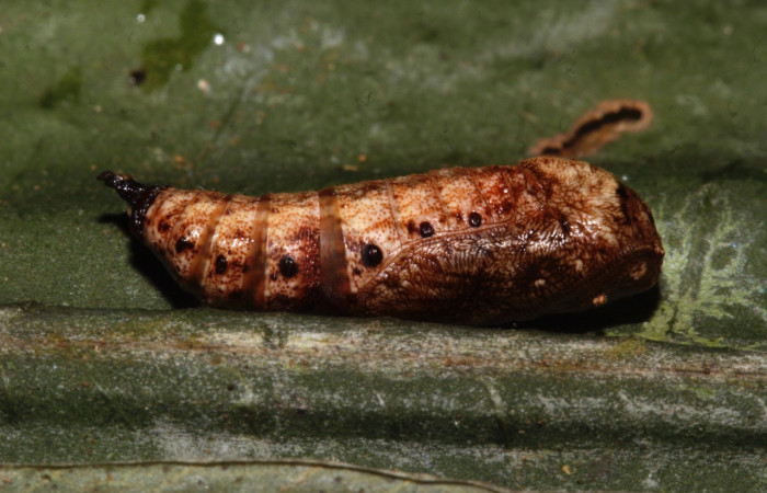 Figura 10. Pupa de <i>Phyllodonta cataphracta</i> (Geometridae), vista lateral, localidad Sendero Naciente, Sector Pitilla ACG (700 m). Voucher: 22-SRNP-31630-DHJ788738.jpg.