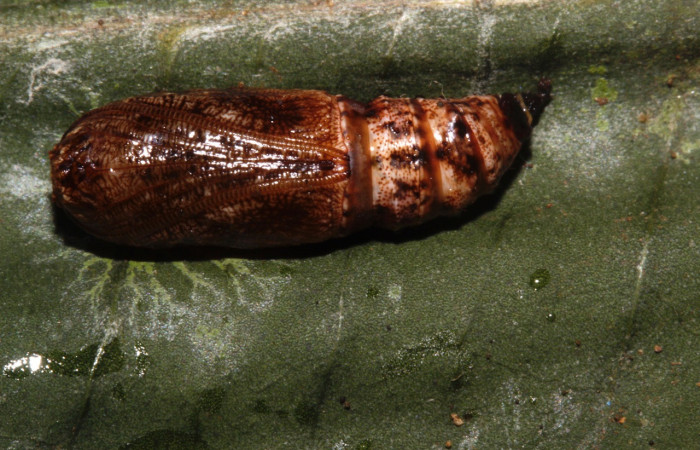 Figura 11. Pupa de <i>Phyllodonta cataphracta</i> (Geometridae), vista dorsal, localidad Sendero Naciente, Sector Pitilla ACG (700 m). Voucher: 22-SRNP-31630-DHJ788739.jpg.