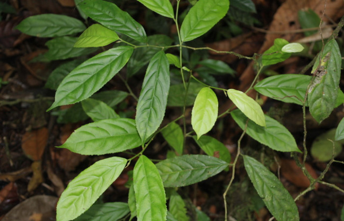 Figura 15. Planta hospedera de <i>Phyllodonta cataphracta</i> (Geometridae planta llamada <i>Lozania pittieri</i> (Lacistemataceae), localidad Estación Biológica Quica Sector Pitilla ACG (470m), foto: Ricardo Calero 27 Mayo 2026.