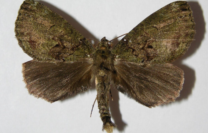 Fig. 24. Macho de <i>Ischnopteris</i> bifinita5907 (Goemetridae), alas anteriores con una coloración grisaceay patrones verdes, en sus posteriores de un color gris. Voucher:01-SRNP-4237-DHJ326510.jpeg
