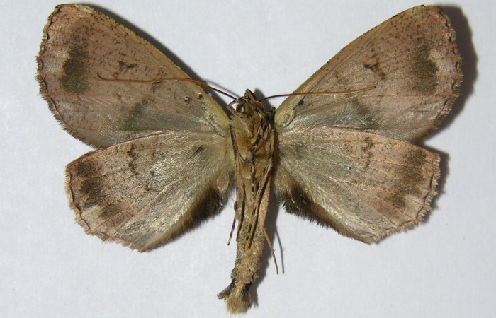 Fig. 25. Macho de <i>Ischnopteris</i> bifinita5907 (Goemetridae), vista ventral muy similar al de las hembras. Voucher: 01-SRNP-4237-DHJ326511.jpeg
