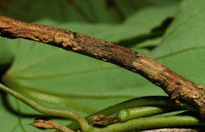 Fig. 16. Larva <i>Ischnopteris Chavesi</i>, Lep BIM: BOLD:AAA0658 (Goemetridae), comiendo <i>Cissampelos Pereira</i> (Minispermaceae). Voucher:03-SRNP-4239-DHJ73173.jpg