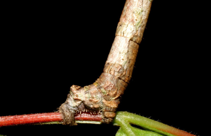 Fig. 19. Larva <i>Ischnopteris</i> bifinita5907. (Goemetridae), vista lateral patas posteriores falsas.  Voucher: 07-SRNP-40663-DHJ420297.jpeg