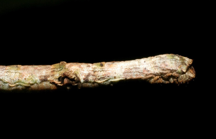 Fig. 10. Larva <i>Ischnopteris</i> bifinita5907. (Goemetridae), vista lateral cabeza, predomina una coloración grisacea. Voucher: 07-SRNP-40663-DHJ420298.jpg