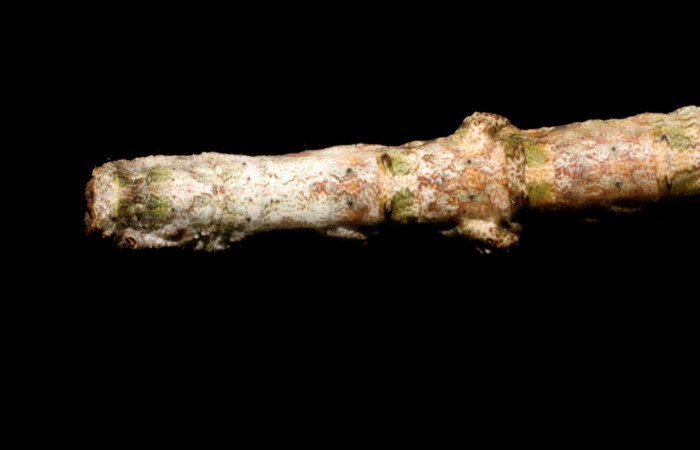 Fig. 10. Larva <i>Ischnopteris</i> bifinita5907. (Goemetridae), vista cabeza dorsal y detalles de protuberancias en su cuerpo Voucher: 07-SRNP-40663-DHJ420299.jpeg