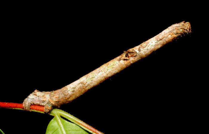 Fig. 17. Larva <i>Ischnopteris</i> bryiferaDHJ02. (Goemetridae), vista frontal cabeza, predomina una coloración beige. Voucher:19-SRNP-27583-DHJ761576.jpeg
