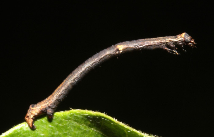 Fig. 3. Larva de <i>Ischnopteris</i> bifinita5907 (Salicaceae), comiendo <i>Mosquitoxylum jamaicense</i> (Anacardiaceae). Voucher: 13-SRNP-42726-DHJ707987.JPG