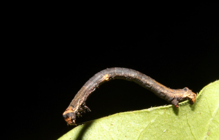 Fig. 4. Larva de <i>Ischnopteris</i> bifinita5907 (Goemetridae), comiendo <i>Mosquitoxylum jamaicense</i> (Anacardiaceae). Voucher: 13-SRNP-42726-DHJ707990.JPG