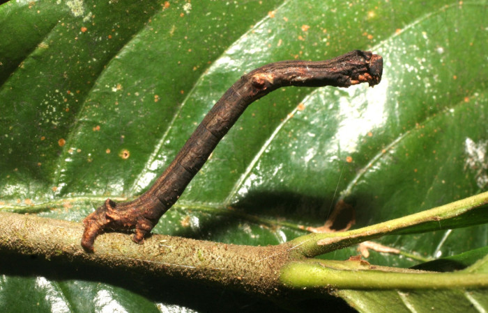 Fig. 5. Larva de <i>Ischnopteris</i> bifinita5907 (Goemetridae), oruga con una coloración gris permitiendole un camuflaje en la vegetación. Voucher: 15-SRNP-80037-DHJ714543.jpg