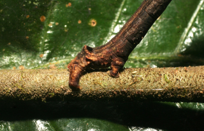 Fig. 20. Larva <i>Ischnopteris</i> bifinita5907. (Goemetridae), vista lateral patas posteriores falsas.  Voucher: 15-SRNP-80037-DHJ714544.jpeg