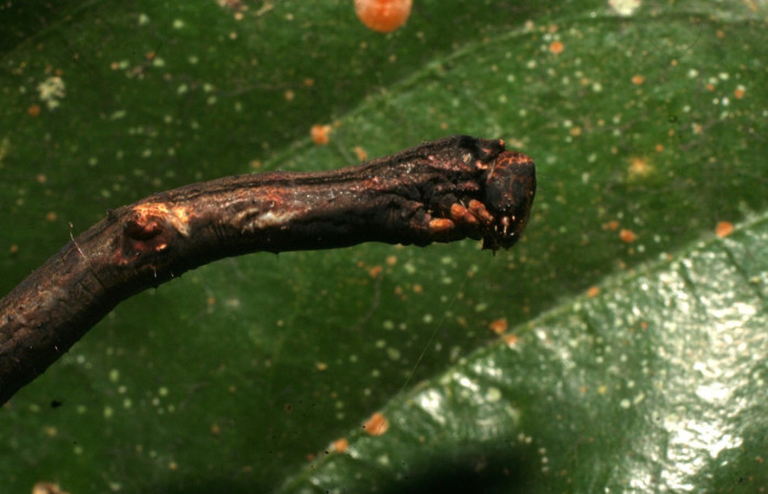 Fig. 9. <i>Ischnopteris</i> bifinita5907 (Goemetridae), cabeza negra con patrones color café sobre el dorso. Voucher: 15-SRNP-80037-DHJ714545.jpg