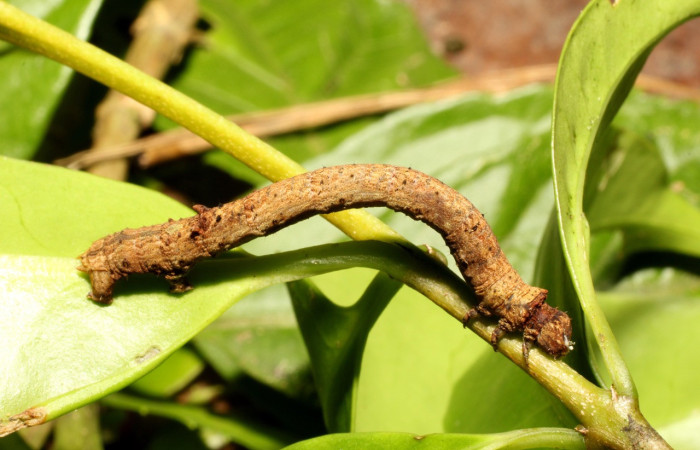 Fig. 20. Larva de <i>Ischnopteris</i> Janzen02, (Goemetridae), comiendo <i>Zinowiewia integerrima</i> (Celastraceae). Voucher: 17-SRNP-35294-DHJ734160.jpg