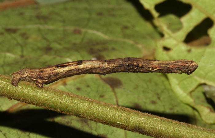 Fig. 18. Larva de <i>Ischnopteris</i> chrysesDHJ03, Lep BIM: BOLD:AAC3363. (Goemetridae), comiendo <i>Lycianthes multiflora</i> (Solanaceae). Voucher: 18-SRNP-31208-DHJ745739.jpg