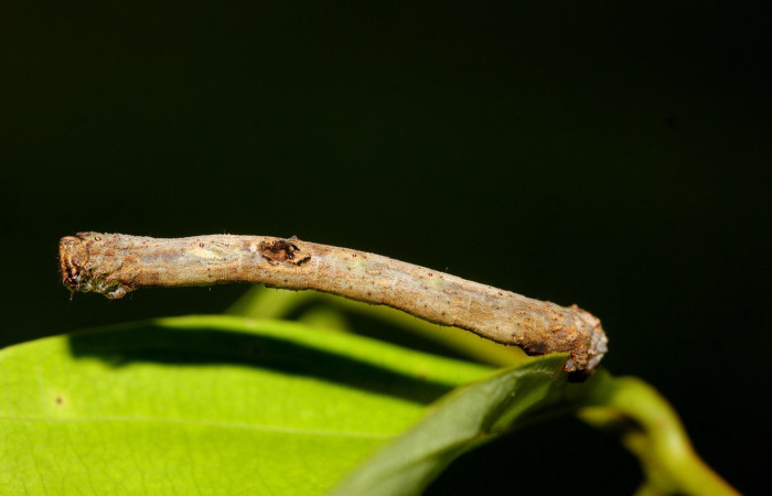 Fig. 6. Larva de <i>Ischnopteris</i> bifinita5907 (Goemetridae), comiendo brotes de <i>Nephelium lappaceum</i> (introduced) (Sapindaceae). Voucher: 19-SRNP-27583-DHJ761571.jpg