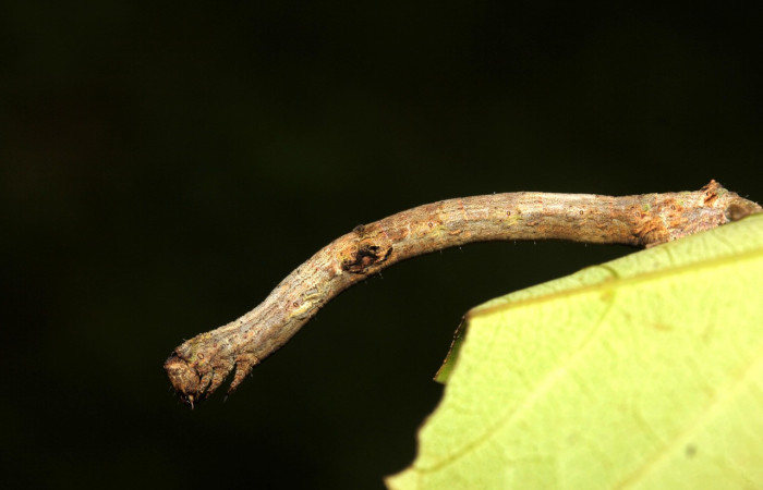 Fig. 7. Larva de <i>Ischnopteris</i> bifinita5907 (Goemetridae), comiendo brotes de <i>Alfaroa manningii</i> (Sapindaceae). Voucher: 19-SRNP-27583-DHJ761572.jpg