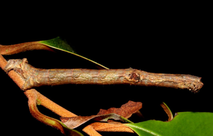 Fig. 8. <i>Ischnopteris</i> bifinita5907 (Goemetridae), larva comiendo <i>Chrysophyllum cainito</i> (Sapotaceae). Voucher: 21-SRNP-41082-DHJ768534.jpg