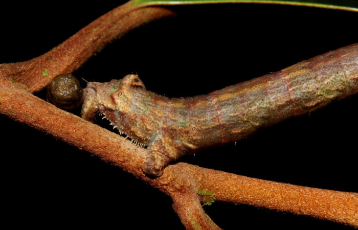 Fig. 17. Larva <i>Ischnopteris</i> bryiferaDHJ02. (Goemetridae), detalle de patas posteriores falsas.  Voucher:21-SRNP-41082-DHJ768537.jpeg