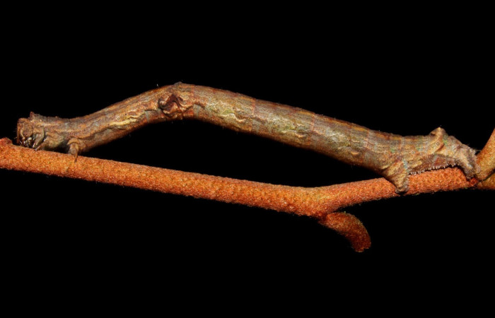 Fig. 1. Larva de <i>Ischnopteris</i> bifinita5907 (Salicaceae), comiendo <i>Chrysophyllum cainito</i> (Sapotaceae). Voucher: 21-SRNP-41082-DHJ768538.jpg