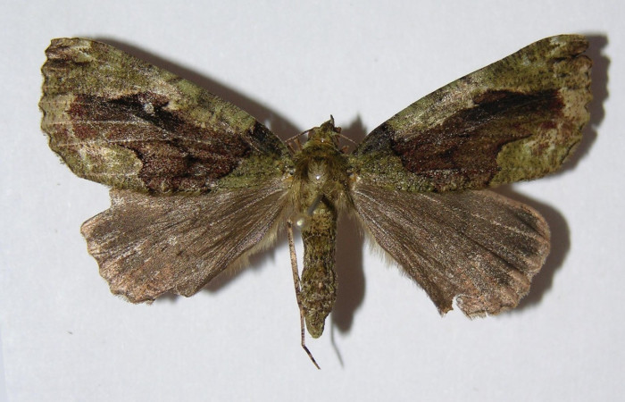 Fig. 26. Hembra de <i>Ischnopteris</i> bifinita5907 (Goemetridae), a diferiencia de los machos poseen su abdomen mas gordo. Voucher: 98-SRNP-6810-DHJ326456.jpeg