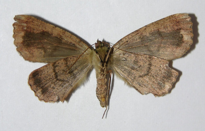 Fig. 27. Hembra de <i>Ischnopteris</i> bifinita5907 (Goemetridae), vista ventral con una coloración grisacea similar al de los machos. Voucher: 98-SRNP-6810-DHJ326457.jpeg