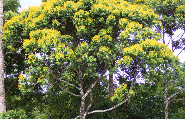 Fig. 23. <i>Vochysia ferruginea</i>  (Vochysiaceae) planta hosperda de <i>Ischnopteris</i> bifinita5907 (Goemetridae).Foto. Duvalier Briceño, Abril 2025.