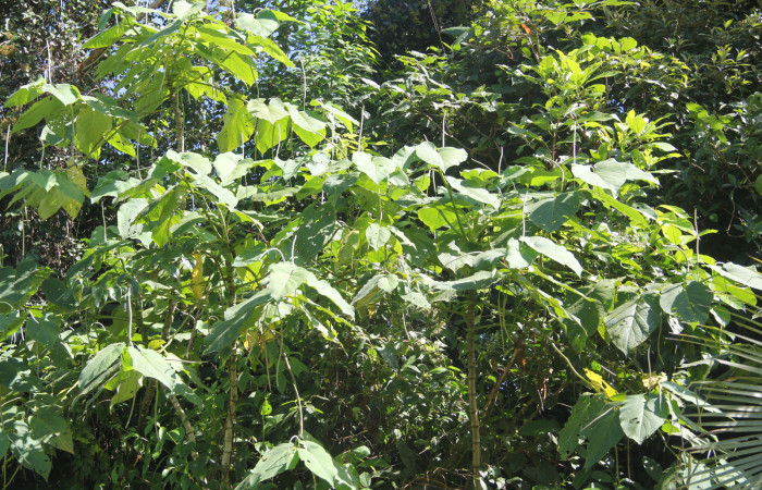 Figura 1. Planta <i>Piper Auritum</i> familia (Piperacea). Foto tomada en Esta.
Estación Caribe, Por Pablo Umaña. El 14 de marzo del 2026.