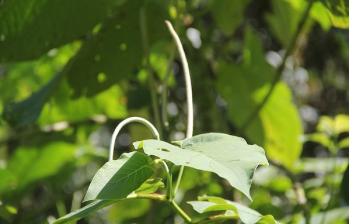 Figura 2. Planta <i>Piper Auritum</i> familia (Piperacea). Foto tomada en Esta.
Estación Caribe, Por Pablo Umaña. El 14 de marzo del 2026.
