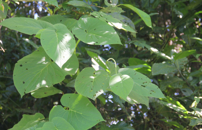 Figura 3. Planta <i>Piper Auritum</i> familia (Piperacea). Foto tomada en Esta.
Estación Caribe, Por Pablo Umaña. El 14 de marzo del 2026.