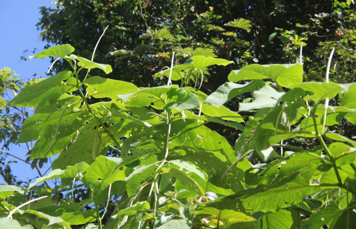 Figura 4. Planta <i>Piper Auritum</i> familia (Piperacea). Foto tomada en Esta.
Estación Caribe, Por Pablo Umaña. El 14 de marzo del 2026.