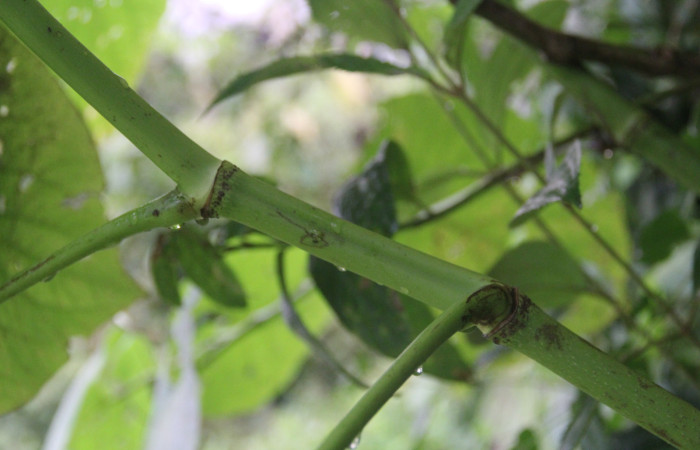 Figura 12. Planta <i>Piper Auritum</i> familia (Piperacea). Foto tomada en. Estación Caribe, Por Pablo Umaña. El 14 de marzo del 2026.