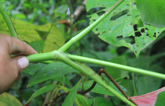 Figura 5. Planta <i>Piper Auritum</i> familia (Piperacea). Foto tomada en Esta.
Estación Caribe, Por Pablo Umaña. El 14 de marzo del 2026.
