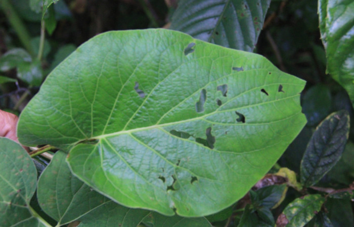 Figura 7. Planta <i>Piper Auritum</i> familia (Piperacea). Foto tomada en Esta.
Estación Caribe, Por Pablo Umaña. El 14 de marzo del 2026.