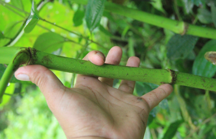 Figura 8. Planta <i>Piper Auritum</i> familia (Piperacea). Foto tomada en Esta.
Estación Caribe, Por Pablo Umaña. El 14 de marzo del 2026.