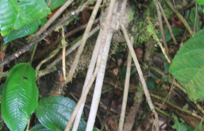 Figura 9. Planta <i>Piper Auritum</i> familia (Piperacea). Foto tomada en.
Estación Caribe, Por Pablo Umaña. El 14 de marzo del 2026.