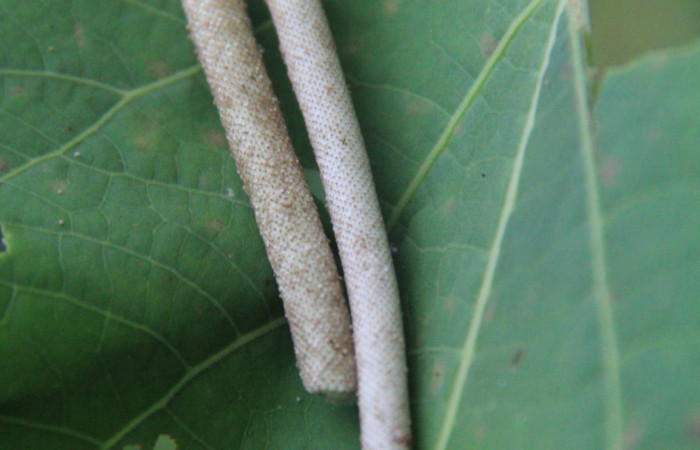 Figura 10. Planta <i>Piper Auritum</i> familia (Piperacea). Foto tomada en. Estación Caribe, Por Pablo Umaña. El 14 de marzo del 2026.