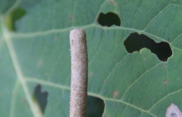 Figura 13. Planta <i>Piper Auritum</i> familia (Piperacea). Foto tomada en. Estación Caribe, Por Pablo Umaña. El 14 de marzo del 2026.